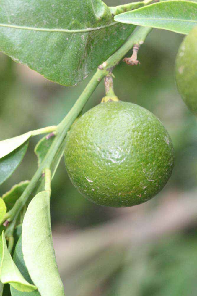            Immature fruit (Riverside, CA)   
